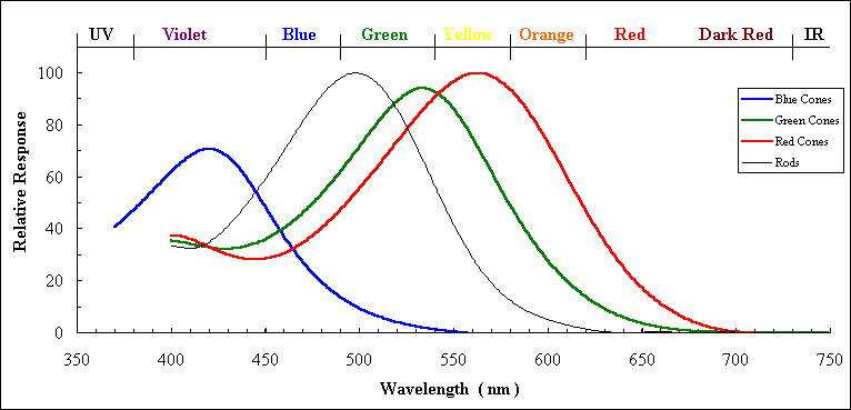 Human cone action spectra